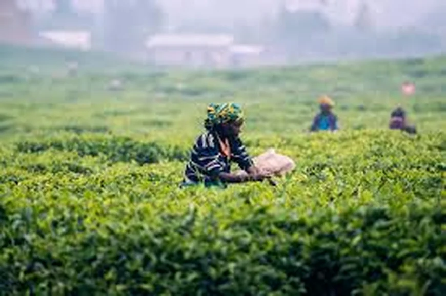 Economist Urges Mahama to Combat Food Inflation with Afram Plains Farms