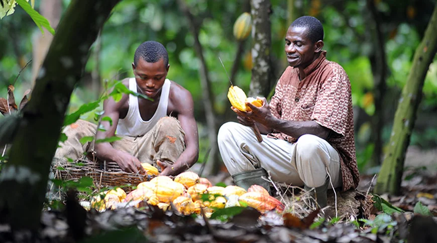 Concerned Farmers Association Congratulates Randy Abbey as Acting CEO of COCOBOD