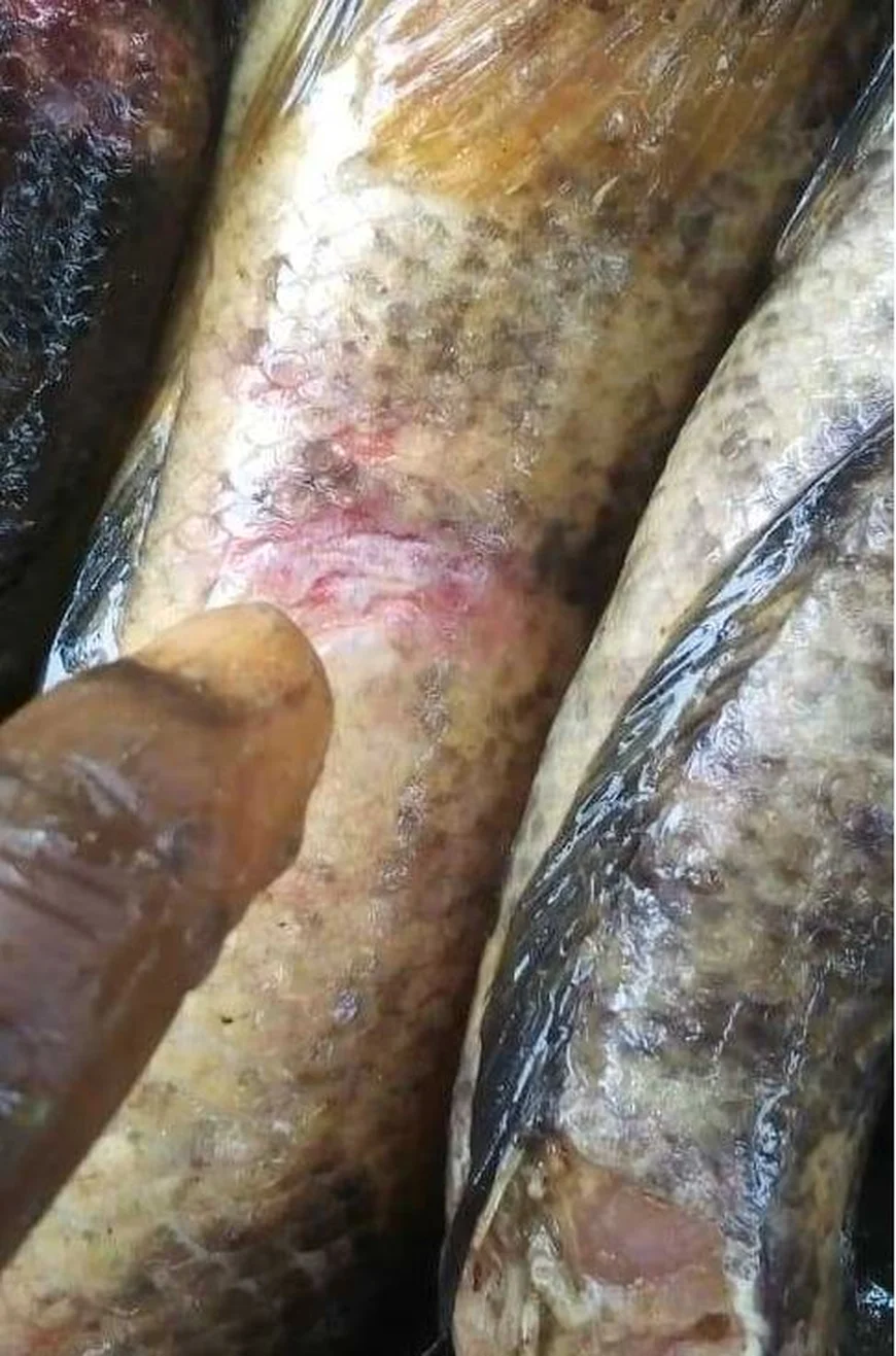 Fishing Activities in Ellembelle Disrupted by Mysterious Fish Disease