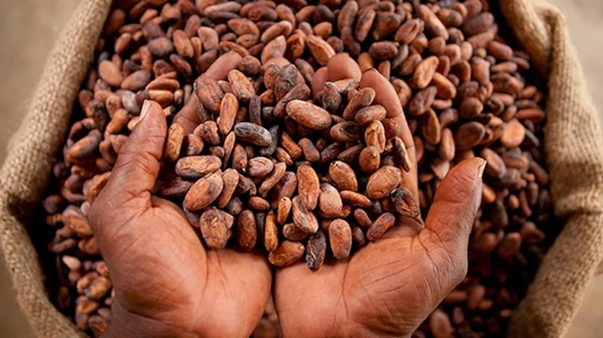 COCOBOD Council Backs New Pricing to Curb Cocoa Smuggling by 80%