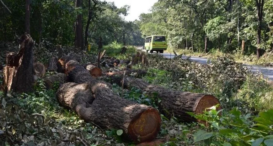 GAEC Clarifies Tree Felling Along Atomic-Kwabenya Road, Reaffirms Commitment to Environmental Protection
