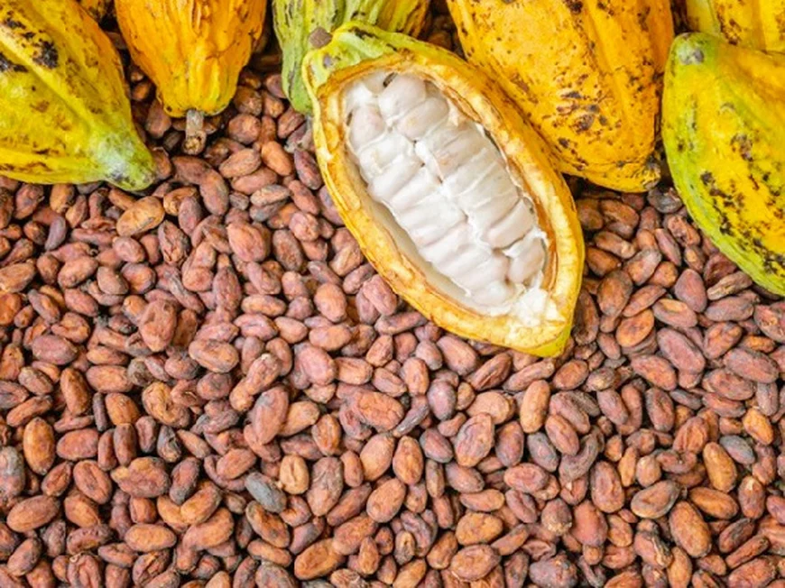 Government Hikes Cocoa Producer Price by Over 60%, Fulfilling 70% FOB Pledge