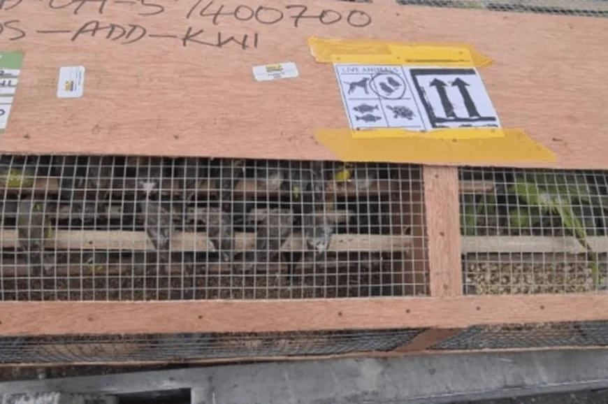 Nigeria Customs Seizes Over 1,600 Parrots and Canaries Bound for Kuwait