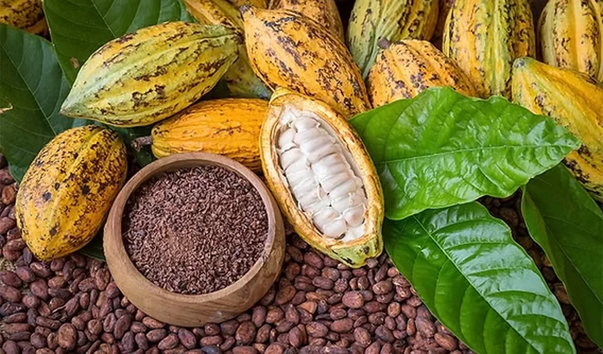 Cocoa Prices and Political Promises: The NDC’s GHC 6,000 Illusion