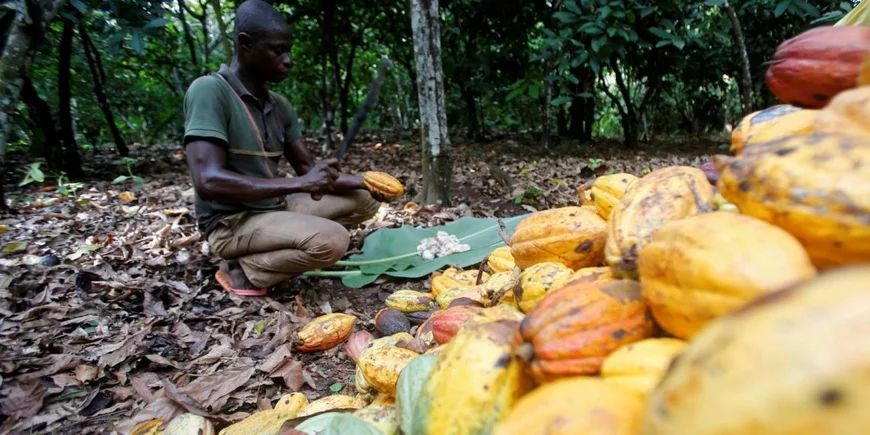 Ghana, Côte d’Ivoire Urged to Speed Up Cocoa Sector Reforms or Risk Losing Global Market