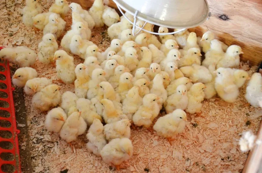 Gov’t Has Ignored Us on ‘Nkukor Nkitinkiti’ Initiative – Poultry Association