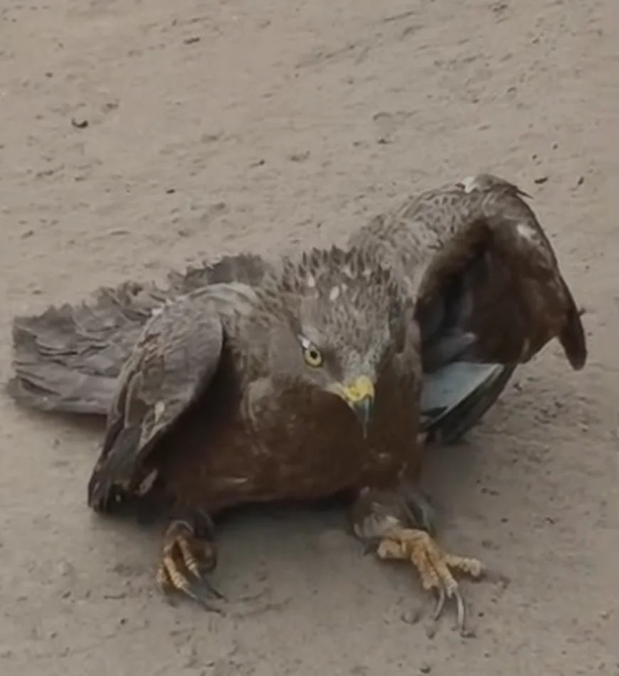 Belgium-Tagged Migratory Bird Rescued In Assin Breku