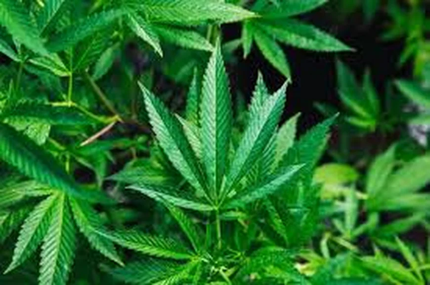 NACOC to Roll Out Licensing Regime for Medicinal and Industrial Cannabis Cultivation