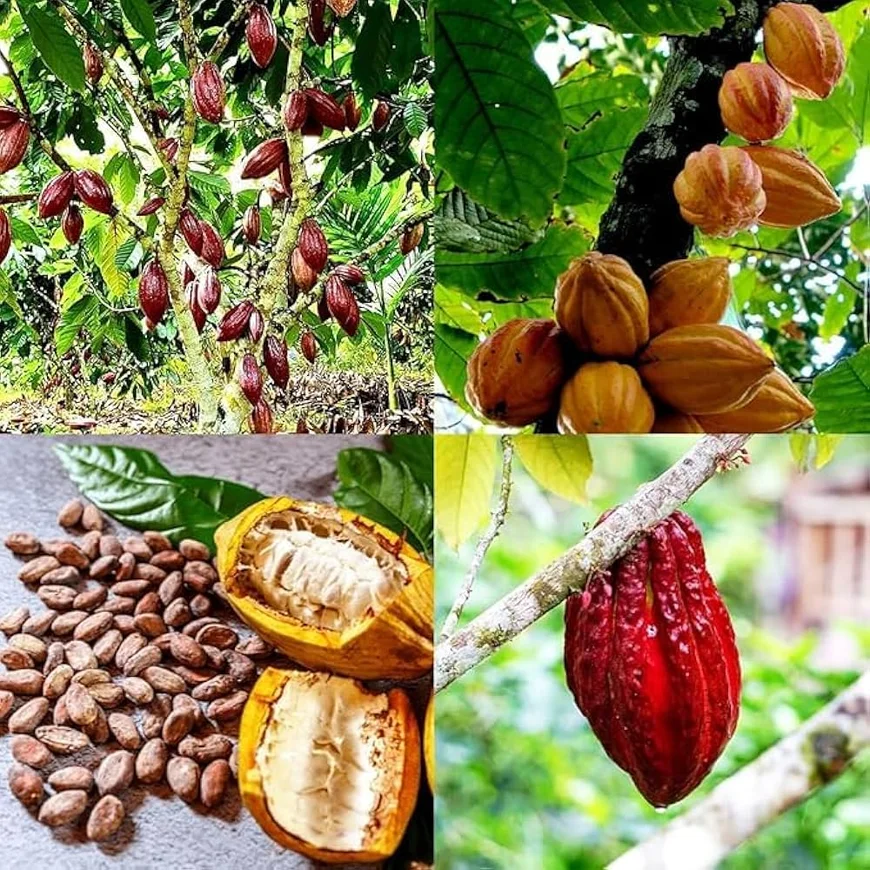 CDM Condemns Ghana Government’s Sharp Cut in Cocoa Price, Calls It “Betrayal of Farmers”