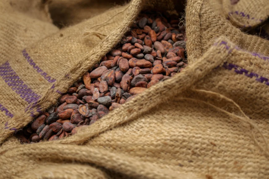 Ivory Coast Maintains GH¢3,600 Equivalent Per Cocoa Bag As Ghana Reels From 28% Emergency Price Cut