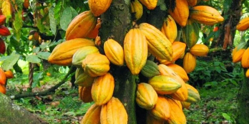 Cocoa Farmers Urge Ghana–Ivory Coast Talks To Regulate Global Supply