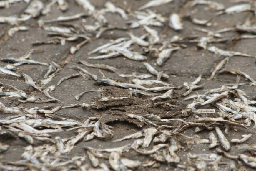 Human Excreta, Car Fumes On Fish: AMA Cracks Down At Jamestown