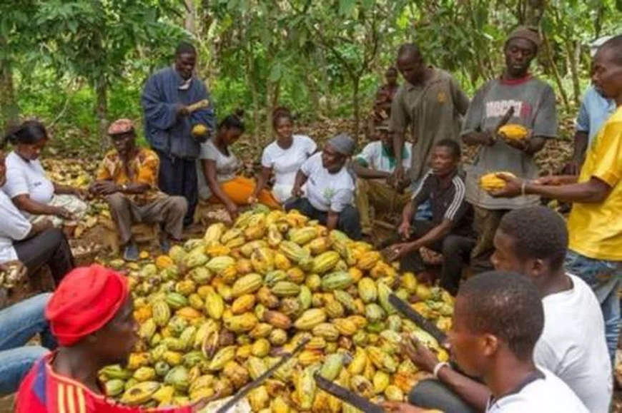 Cocoa Farmers Welcome COCOBOD Salary Cuts Amid Liquidity Challenges