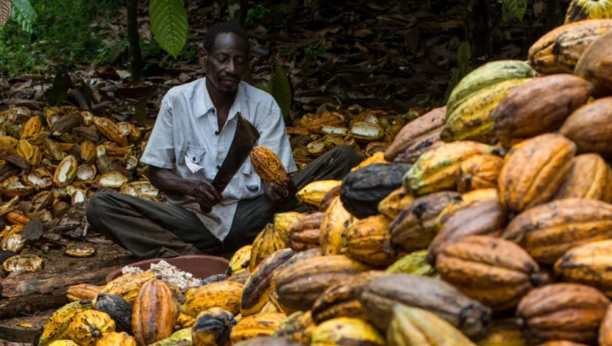 COCOBOD Disburses GH¢4.2bn to Licensed Buying Companies To Settle Cocoa Farmers’ Arrears