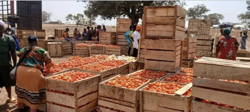 Agribusiness Chamber Demands Urgent Tomato Emergency Plan