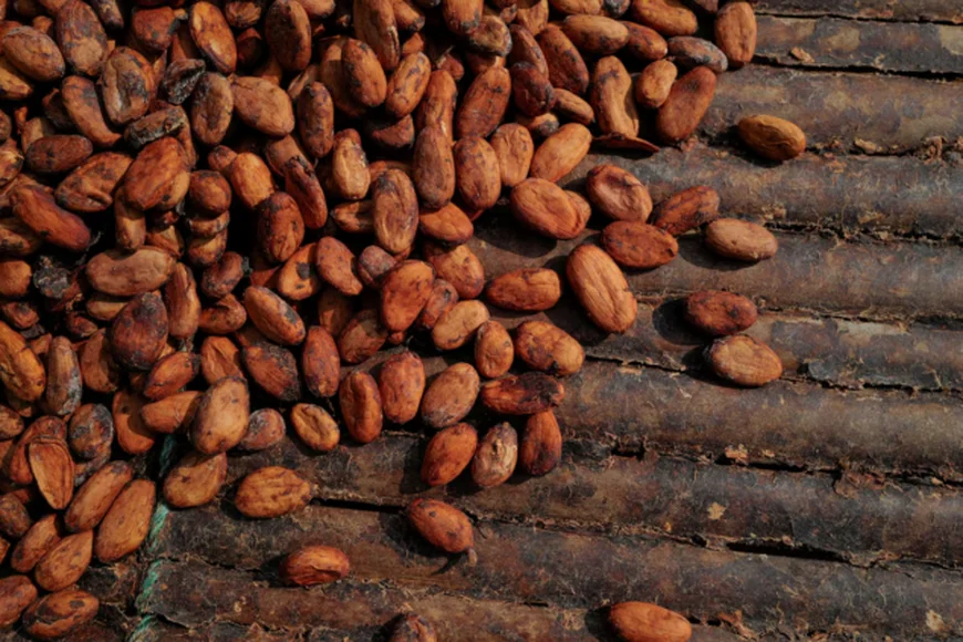 Despite Price Cut, Ghana Cocoa Buyers Lack Funds To Buy Beans From Farmers, Sources Say