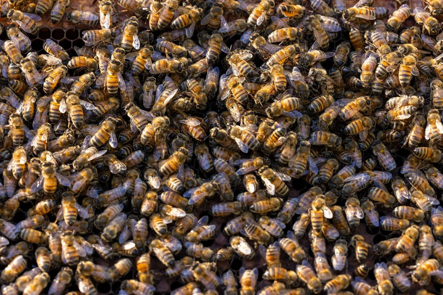 Bees Kill 3-Year-Old, Injure 10 At Agona Swedru