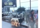 ‘We Never Authorised Livestock Sales On Principal Streets’ – Greater Accra Regional Minister Replies