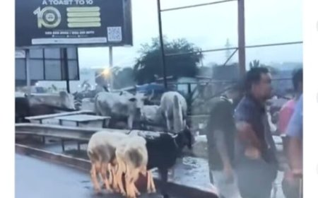 ‘We Never Authorised Livestock Sales On Principal Streets’ – Greater Accra Regional Minister Replies