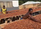 COCOBOD Releases GH¢2.6m to LBCs to Settle Cocoa Farmers