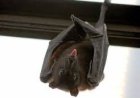 Bats Force Closure Of New School Block In Afram Plains
