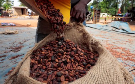 GH¢34.5bn Paid Out In Cocoa Purchases As COCOBOD Injects More Cash