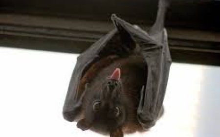 Bats Force Closure Of New School Block In Afram Plains