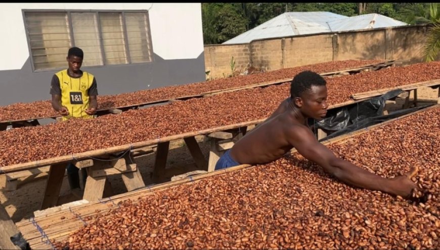 COCOBOD Releases GH¢2.6m to LBCs to Settle Cocoa Farmers