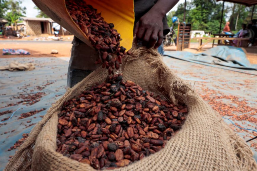 GH¢34.5bn Paid Out In Cocoa Purchases As COCOBOD Injects More Cash