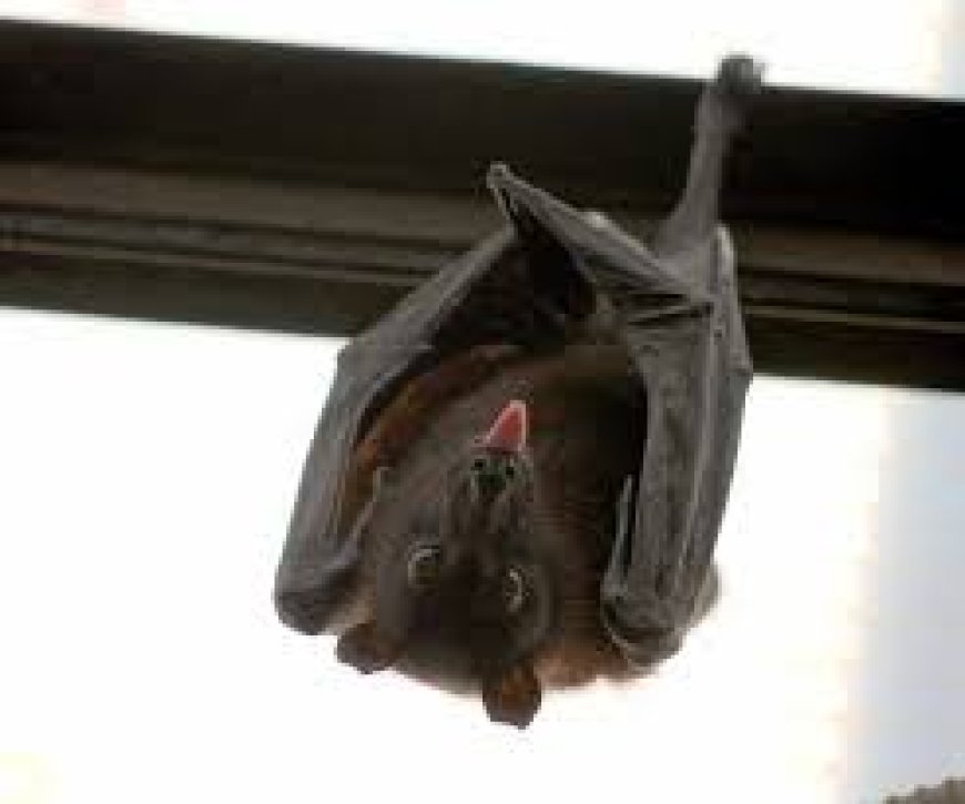 Bats Force Closure Of New School Block In Afram Plains