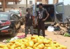 Police Seize 692 Parcels of Suspected Indian Hemp at Dawhenya, Arrest Two