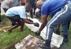 Forklift Kills Roadside Pawpaw Seller at Asokwa Brewery