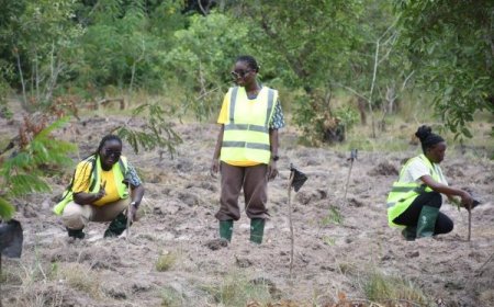 MTN Ghana Plants 1,666 Trees to Restore Degraded Chipa Forest Reserve