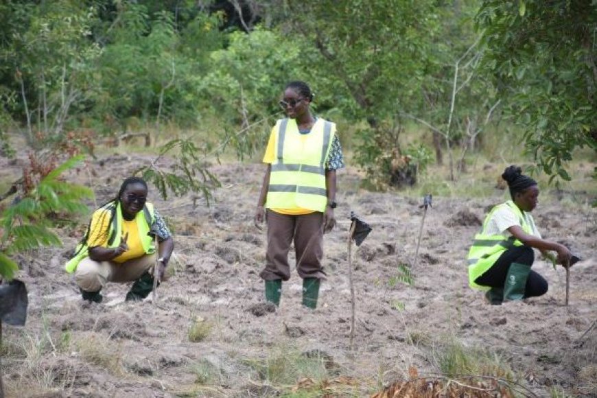 MTN Ghana Plants 1,666 Trees to Restore Degraded Chipa Forest Reserve